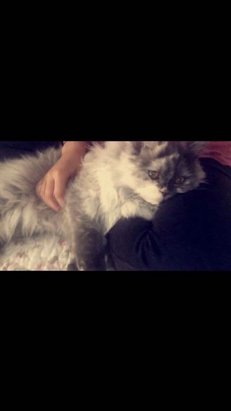 قطوه شيرازيه