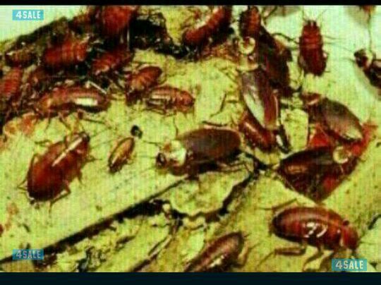 مكافحة حشرات وقوارض بارخص الاسعار. كفاله سنه. بدون ريحه 