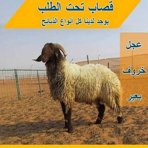 رقم قصاب - قصاب الكويت - قصاب بالكويت 65942811 - قصاب رخيص - قصاب الجهراء - قصاب الفروانية - قصاب حولي - قصاب الأحمدي - قصاب مبارك الكبير - قصاب