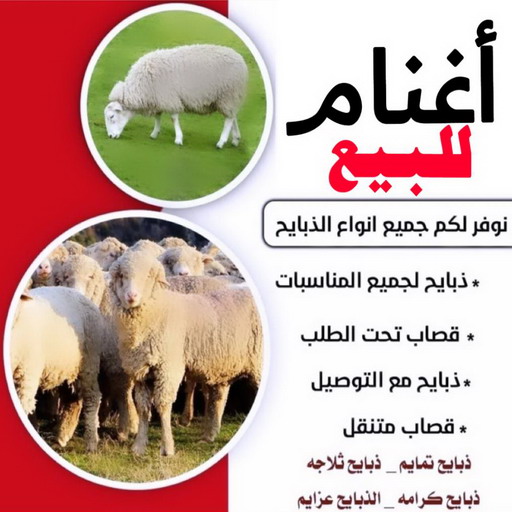 غنم للبيع - اغنام للبيع -  قصاب بالكويت 65942811 - اغنام الكويت - غنم - خرفان للبيع - سوق الغنم - ذبايح للبيع
