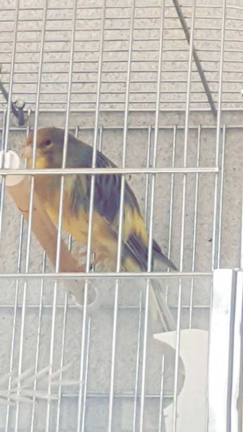 كناري ايراني همداني حجم جامبو شرط تقريد سعر