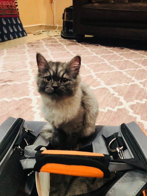 قطه شرازيه لعوبه ولطيفه ونظيفه يوجد معها كرت تطعيمات حقيبه