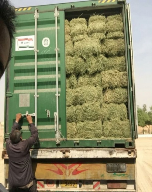 برسيم سوداني حجازي صافي عوده وسط ناعم