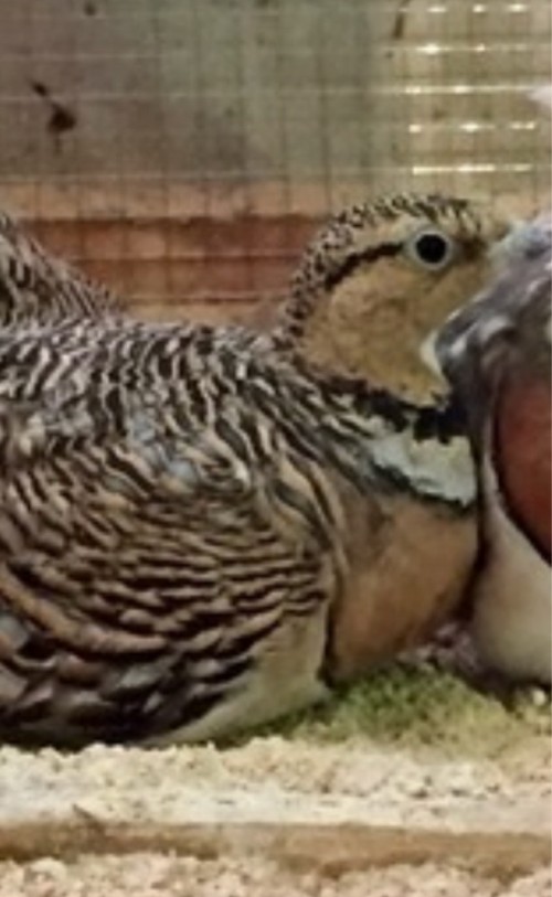 نثيتين قطا نغاث