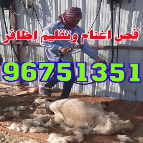 جزغنم-جزصوف-تقليم اظافر-حلاق غنم 96751351