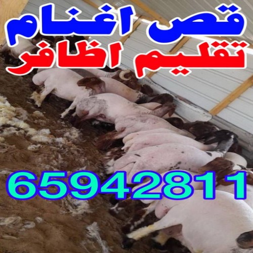 قص اغنام - ماكينة جز الاغنام - بالكويت 65942811 - تقليم اظافر - اغنام الكويت - جزغنم - جز اغنام - جز صوف - حلاق اغنام - حلاق غنم - جز