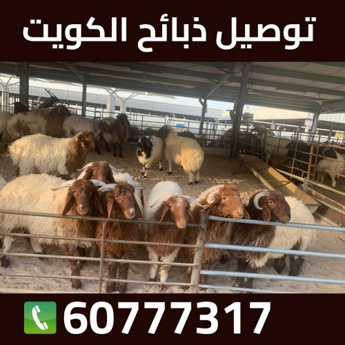 ذبايح للبيع مع قصاب - بالكويت 65942811 - ذبايح للبيع - بيع ذبايح - توصيل ذبايح - قصاب - بيع اضاحي - بيع اغنام - بيع ذبايح الكويت - حاشي الوفرة
